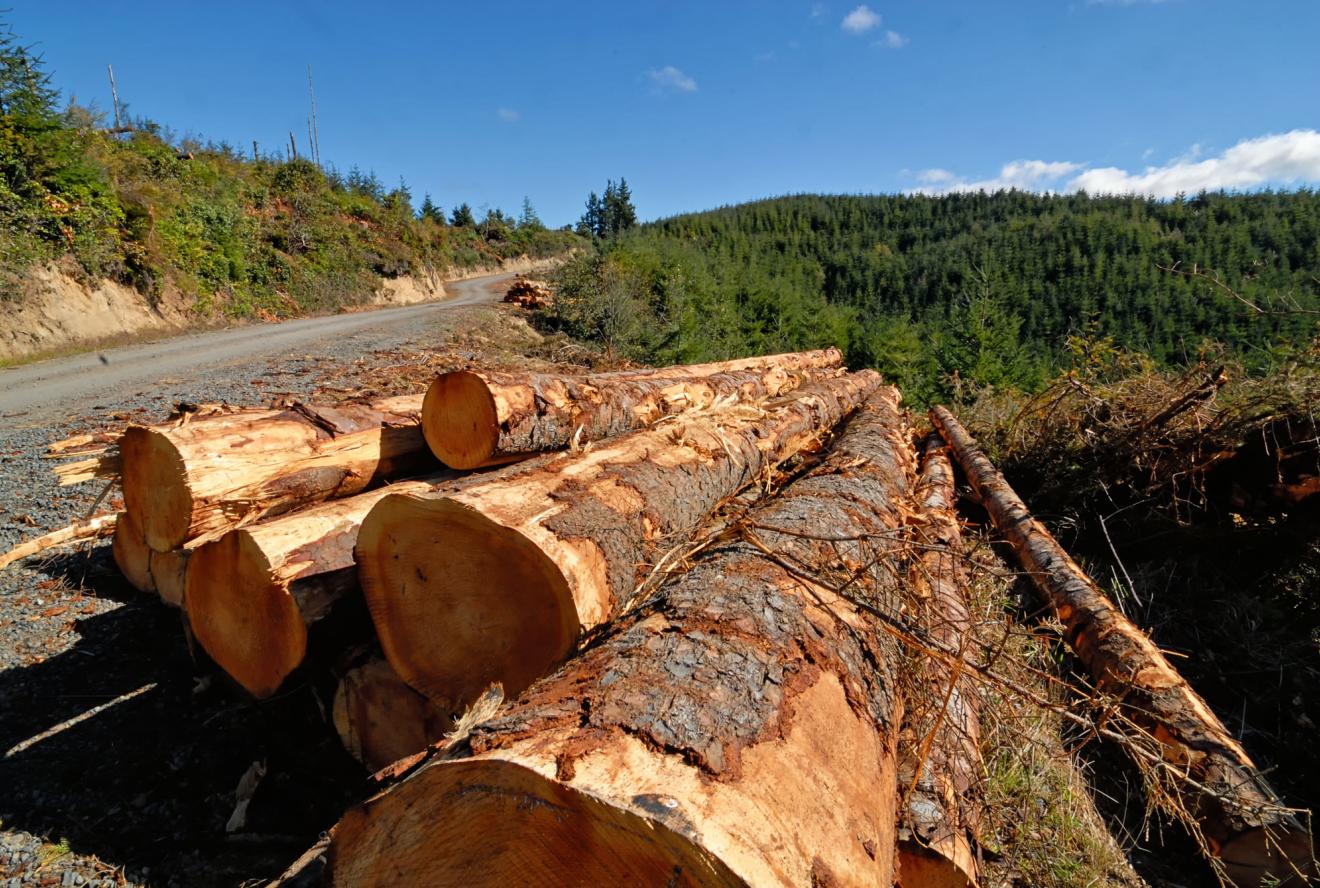 Logs of timber near a road