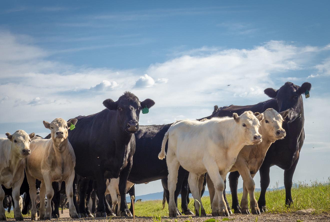 Group of cows