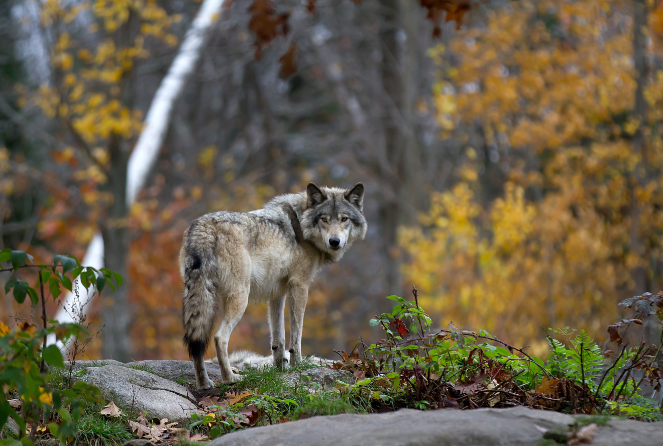 Grey Wolf