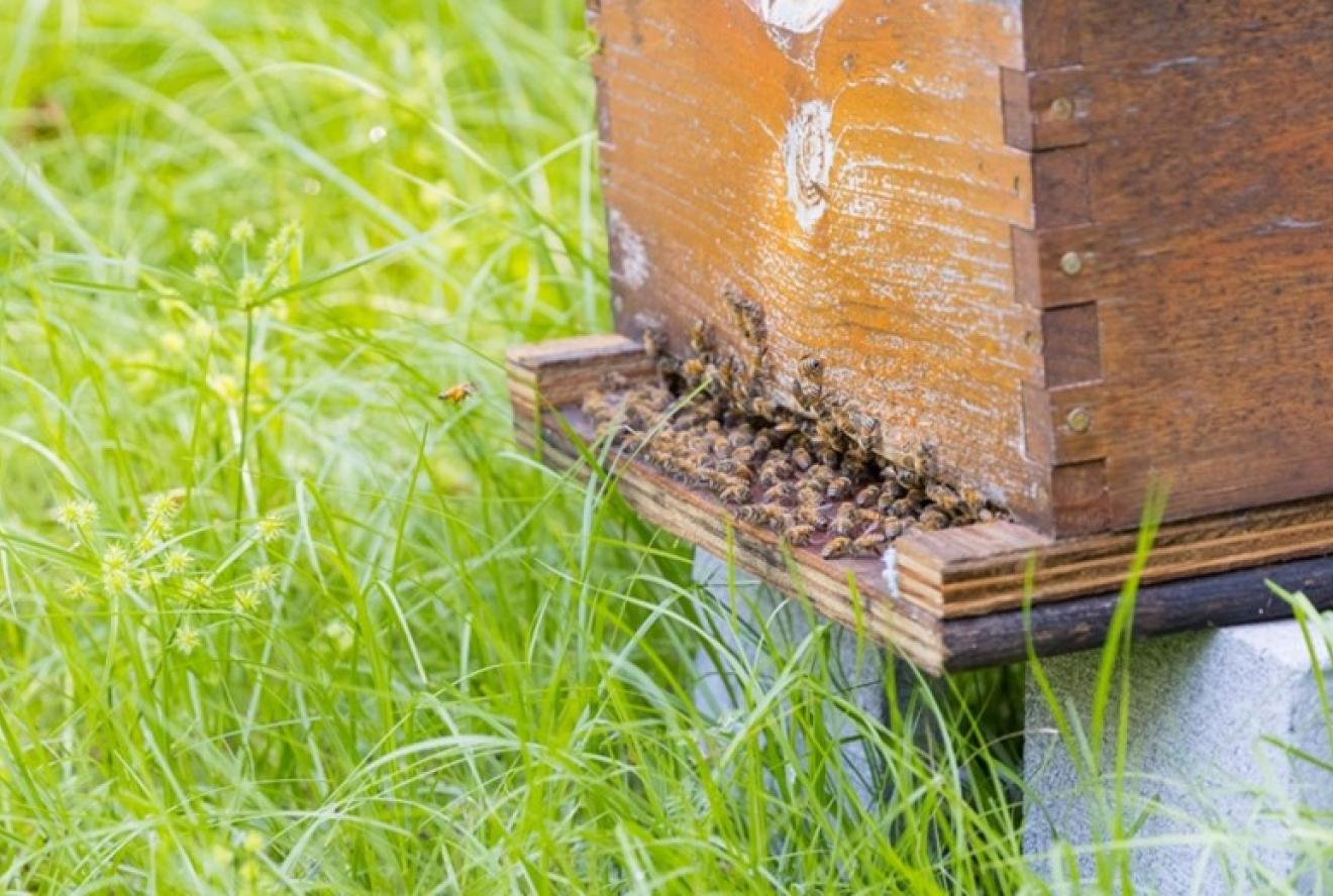 Yellow-legged hornet showing “hawking” or predation behavior with honey bees (Photo by Georgia Department of Agriculture)