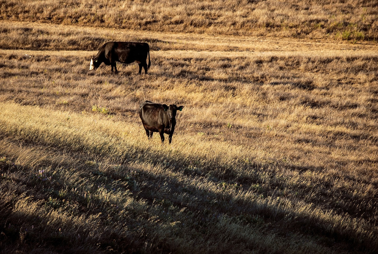 Default Windows Application Icon USDA Announces $1.8 Billion in 2026 Conservation Program Payments | USDA